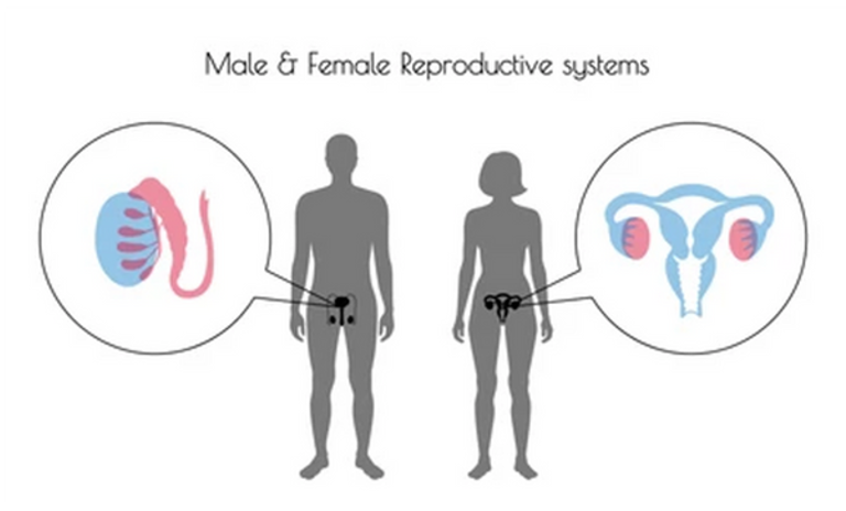 <p>testes/ovaries</p>