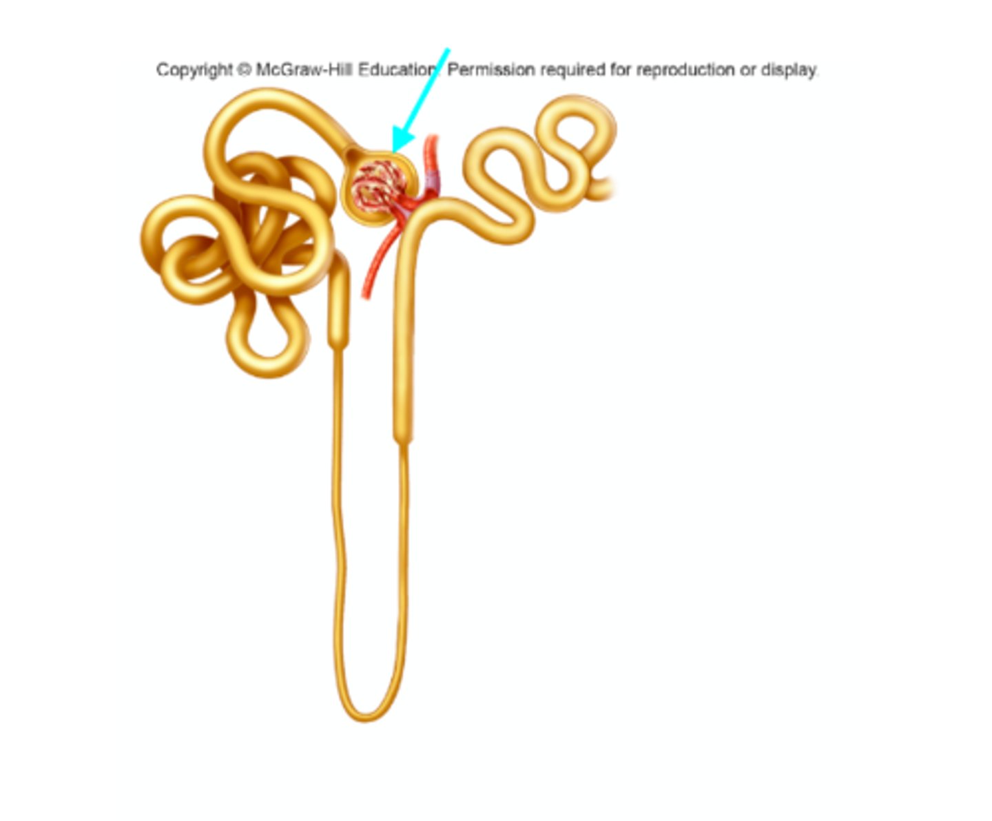 <p>What structure of the kidneys is the blue arrow pointing at?</p>