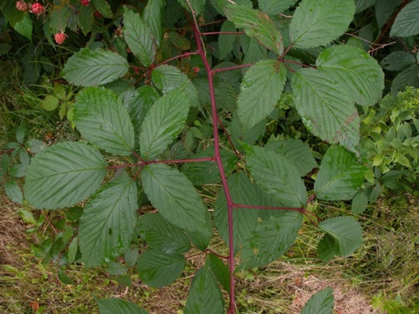 <p>Arching stems with thorns, leaves with 3-5 leaflets, black fruits; HMF.</p>
