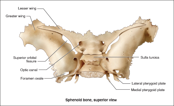 <p>Sphenoid Bone</p>