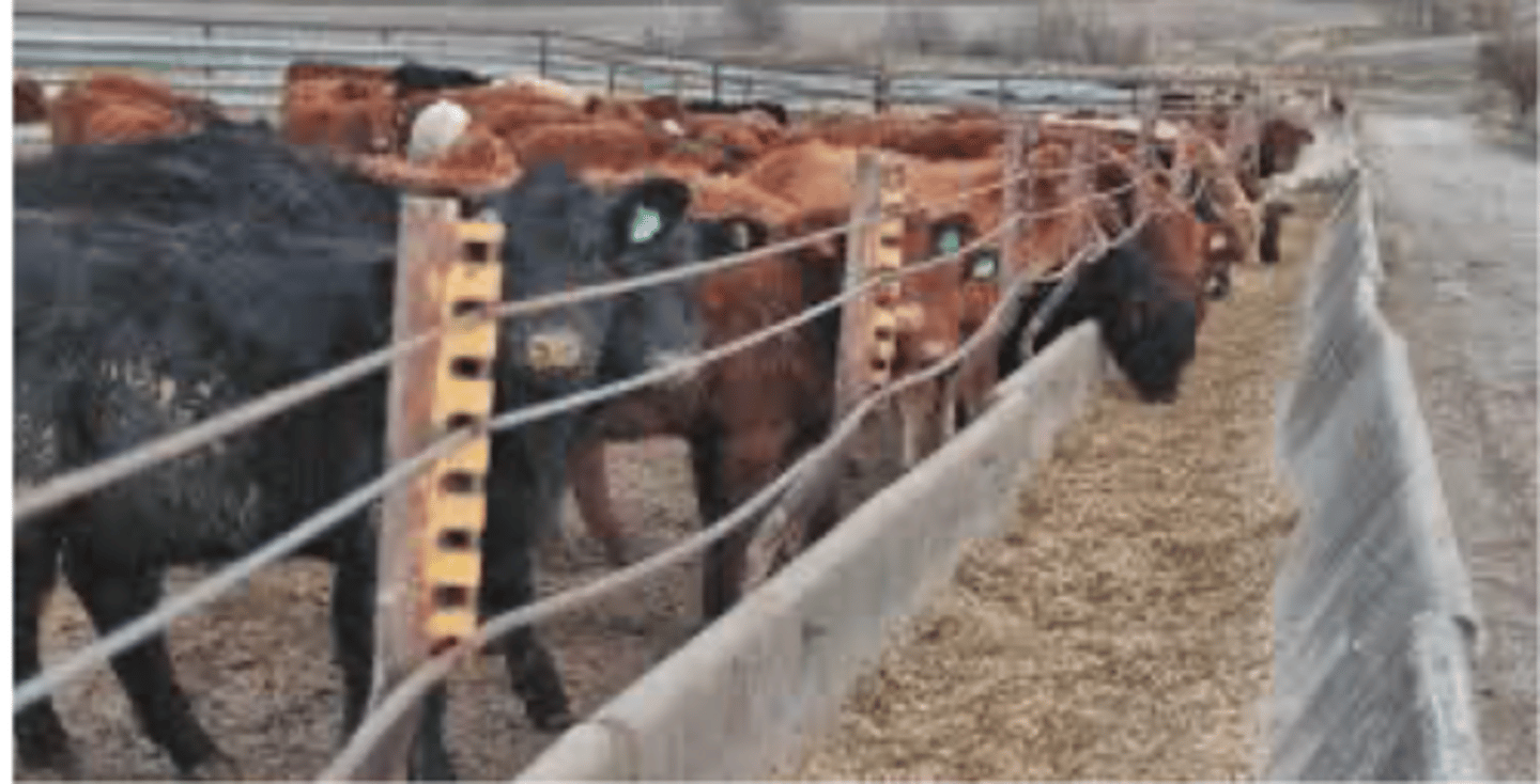 <p>what is the point of preconditioning of weaned calves</p>