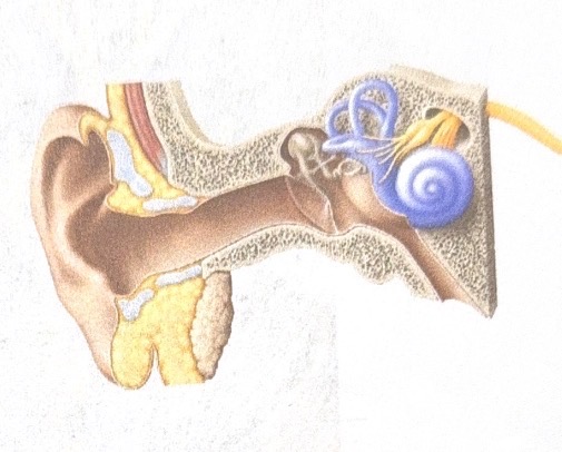 <p>Name this cranial nerve&nbsp;</p>