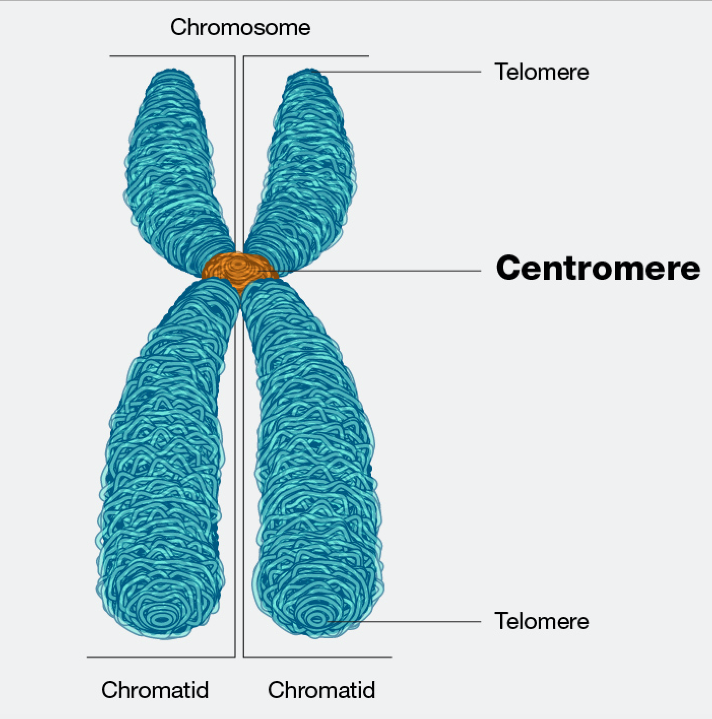 A constricted region on the chromosome that divides the chromosome into 2 sections (or “arms”) The shorter section is called the p arm and the longer section is called the q arm