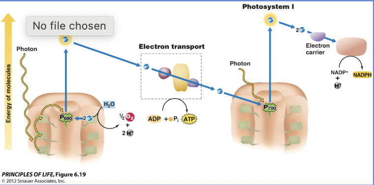 <p>Light dependent reactions</p>