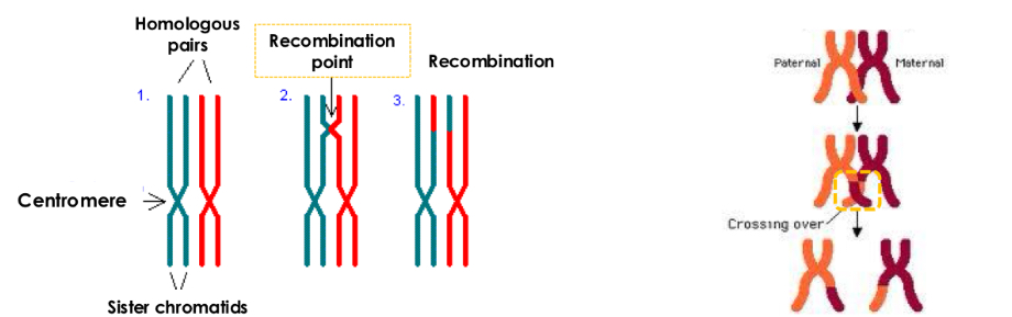 <p>- Chromosomal crossing-over occurs (homologous recombination):</p><p>→ non-sister chromatids may exchange segments over regions of homology.</p><p></p><p>- This recombination occurs through recombination nodules: multienzymatic complexes that appear at the exchange sites (chiasmata or recombination points)</p><p>- Recombination implies that the DNA double helix is broken and lately fused again.</p>