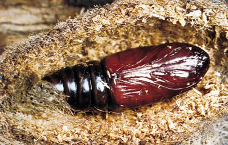 <p>body encased within the hard exoskeleton of the next-to-last larval instar</p><p>flies</p><p></p>