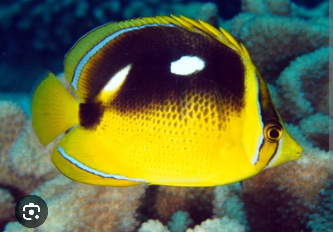<p>Chaetodontidae family</p><p class="has-focus">Feeds on small polyped stony corals, particularly Pocillopora; also invertebrates such as amphipods, peanut worms, and polychaete worms</p><p class="has-focus">Two white spots on upper part of body, bright yellow fish, large black spot near caudal fin, white strip along dorsal fin</p>