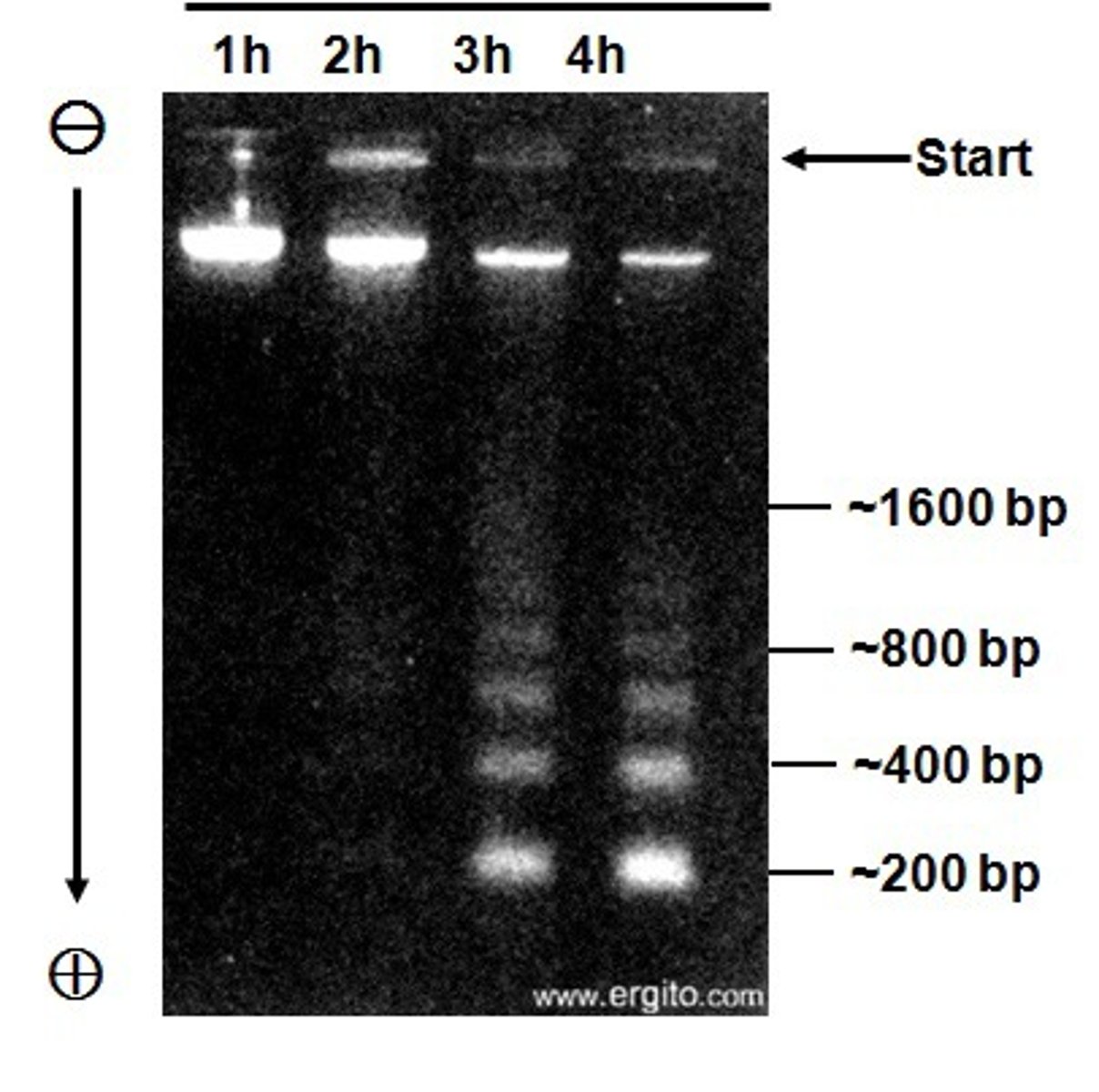 <p>Ideal DNA is a tight smear close to loading wells. Bright signal from supercoiled DNA. Minor/no signal from linear linked broken plasmids. High Molecular Weight chromosomal DNA collects at top.</p>