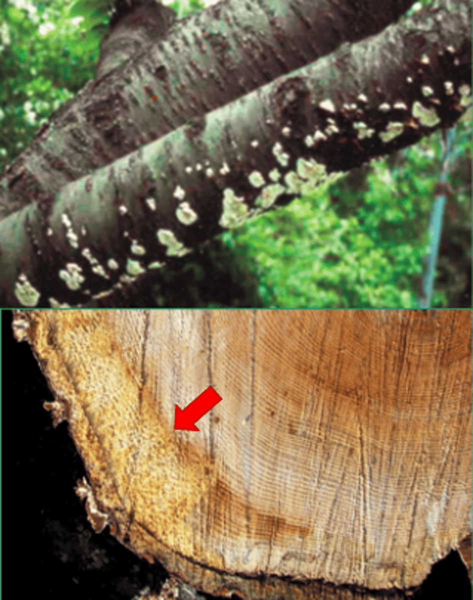 <p>Decay located in the sapwood. Bark and/or cambium may be damaged or dead. Signs of this classification of rot are usually numerous, but small, fruiting bodies along the bark's surface are common.</p>