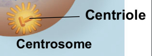 <p>Two centrioles</p>