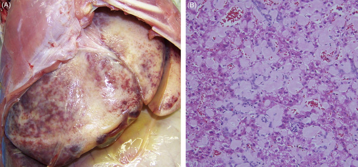 <p>Older macaque with chronic diarrhea, not infectious cause found, what is likely the cause?</p>