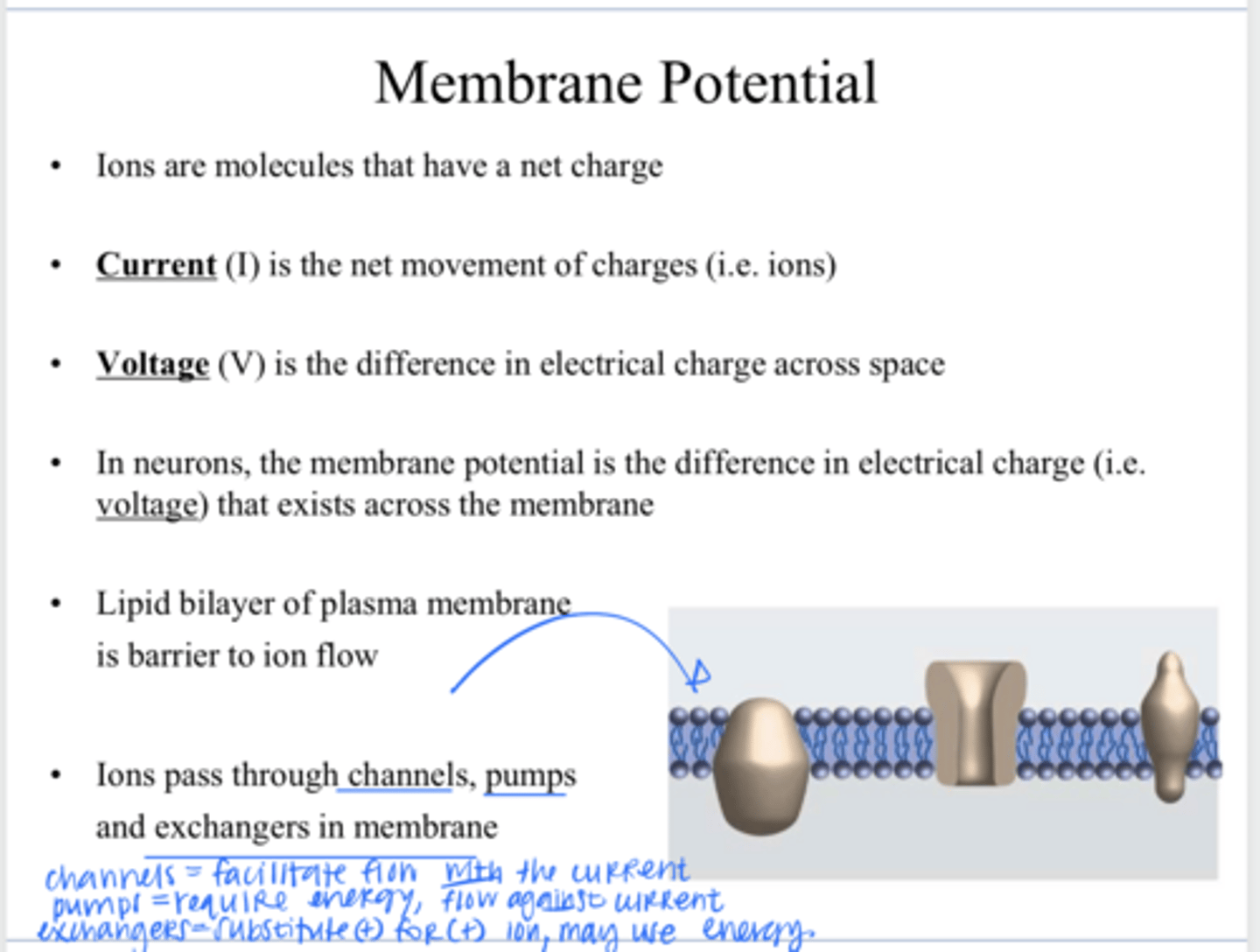 <p>How to ions pass through a plasma membrane?</p>