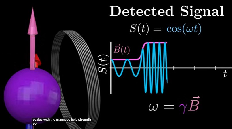 <p>f = y x B</p><p>precession frequency of proton = gyromagnetic ratio constant x magnetic field strength</p><p>nuclei with different gyromagnetic ratios precess differently in the same magnetic field</p><p>in the same magnetic field strength, there will be increased precession frequency</p><p>amplitude scales with magnetic field strength</p>