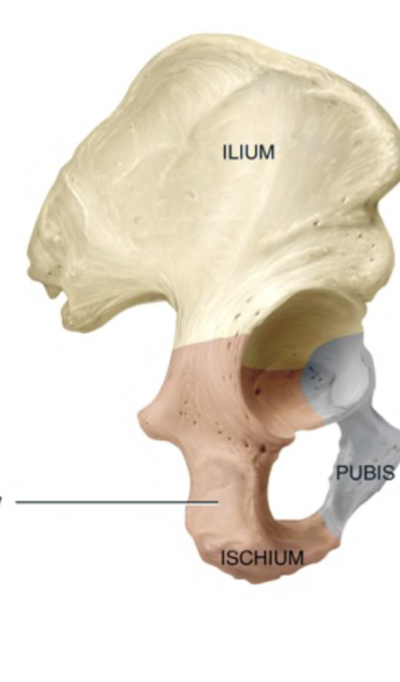 <p>Variably sized rough projection with rough bumpy surface</p>