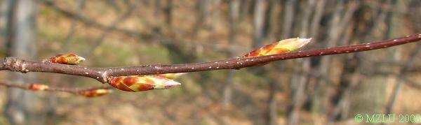 <p><strong><em>Carpinus betulus</em></strong></p><p><strong>slabší větvička a špičaté (vřetenovité) až kuželovité pupeny</strong></p><p>pupeny přitisklé k větvičce</p>
