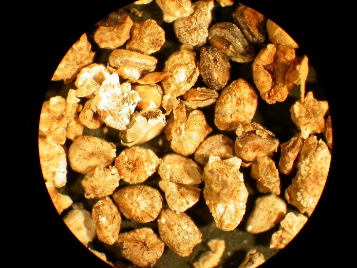 Bassia scoparia
