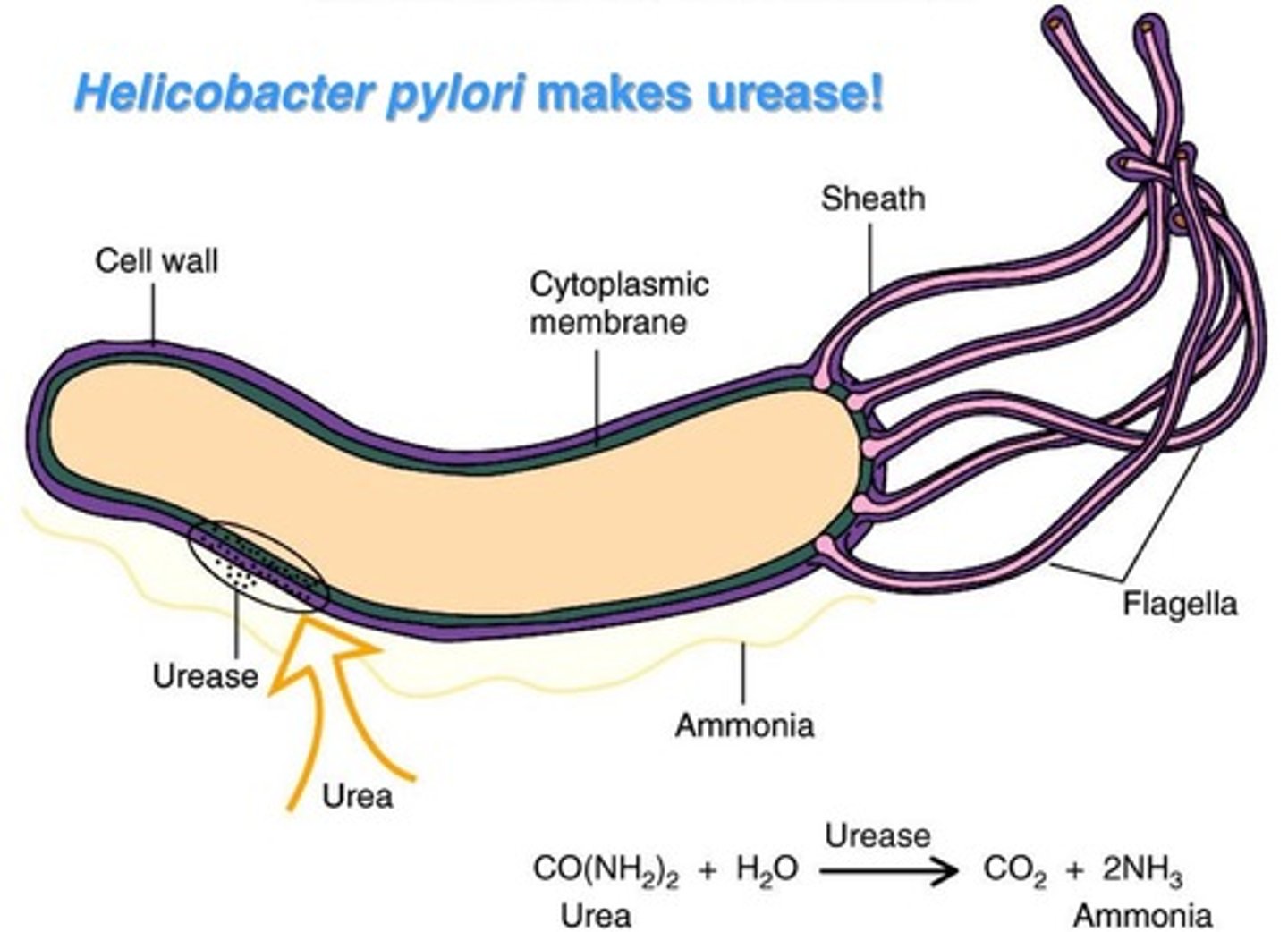 <p>- -ve spiral</p><p>- microaerophilic.</p><p>- causes peptic ulcers, gastritis, &amp; gastric cancer</p><p>- virulence factors: urease, cytotoxins.</p><p>- urease test +ve (biopsy or breath test)</p><p>- grows on Skirrow agar</p>