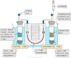 <p>It measures the amount of O2 taken in by an organism by measuring the distance a liquid moves.</p><p>Seeds would respire so O2 is used up and O2 from experimental tube would diffuse to the seeds.</p><p>CO2 produced via respiration is absorbed by the Soda lime</p><p>Volume of gas in experimental tube decreases so the pressure decreases</p><p>Pressure is higher in control tube, so the red liquid moves towards the experimental tube ( down the pressure gradient)</p><p>The liquid moves because the air in the U tube moves from the control into the experimental pushig the liquid</p>
