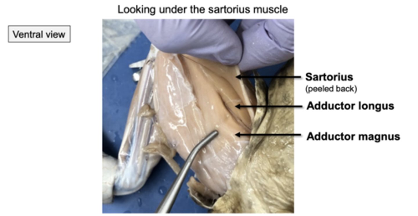 <p>this is what they look like in ventral view</p>