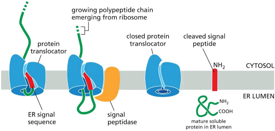 <ul><li><p>is almost always at N-terminus</p></li><li><p>functions to open the translocator </p><ul><li><p>remains bound to the translocator </p></li><li><p>removed by TM signal peptidase</p></li></ul></li></ul>