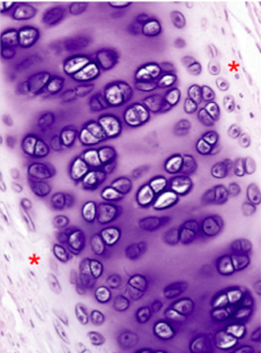 <p>Identify this tissue</p>