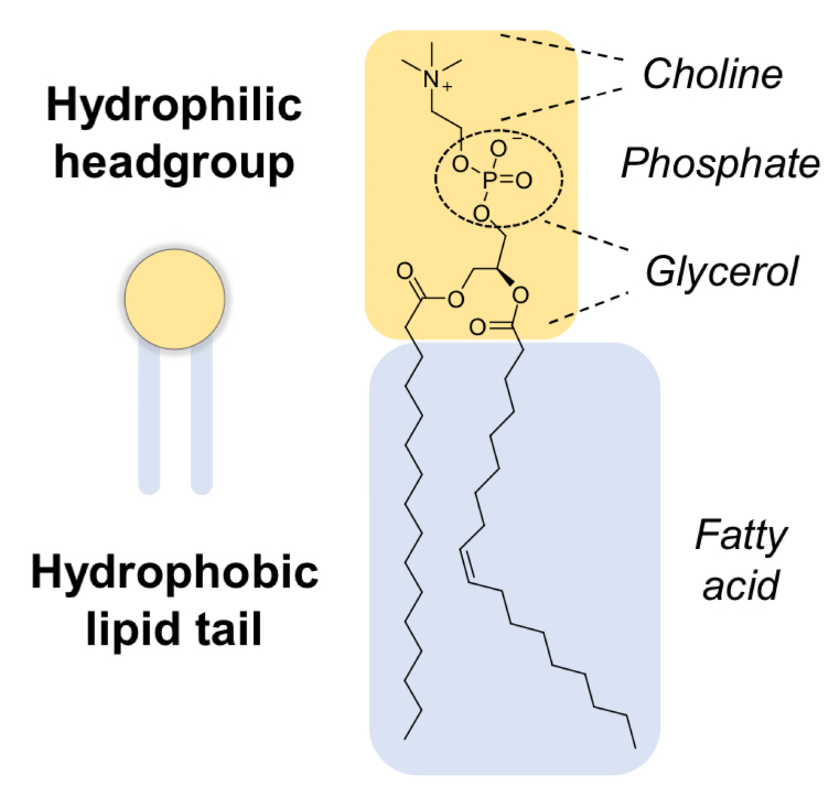 <p>Contain both hydrophobic and hydrophilic regions in the same molecule</p><ul><li><p>Polar hydrophilic head group</p></li><li><p>Non-polar hydrophobic lipid tails </p></li></ul><p></p>