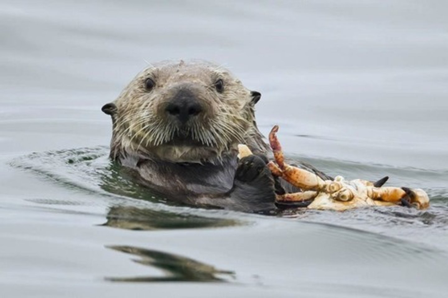 <p>Highly sensory structures prominent in nocturnal species, only found in mammals.</p>