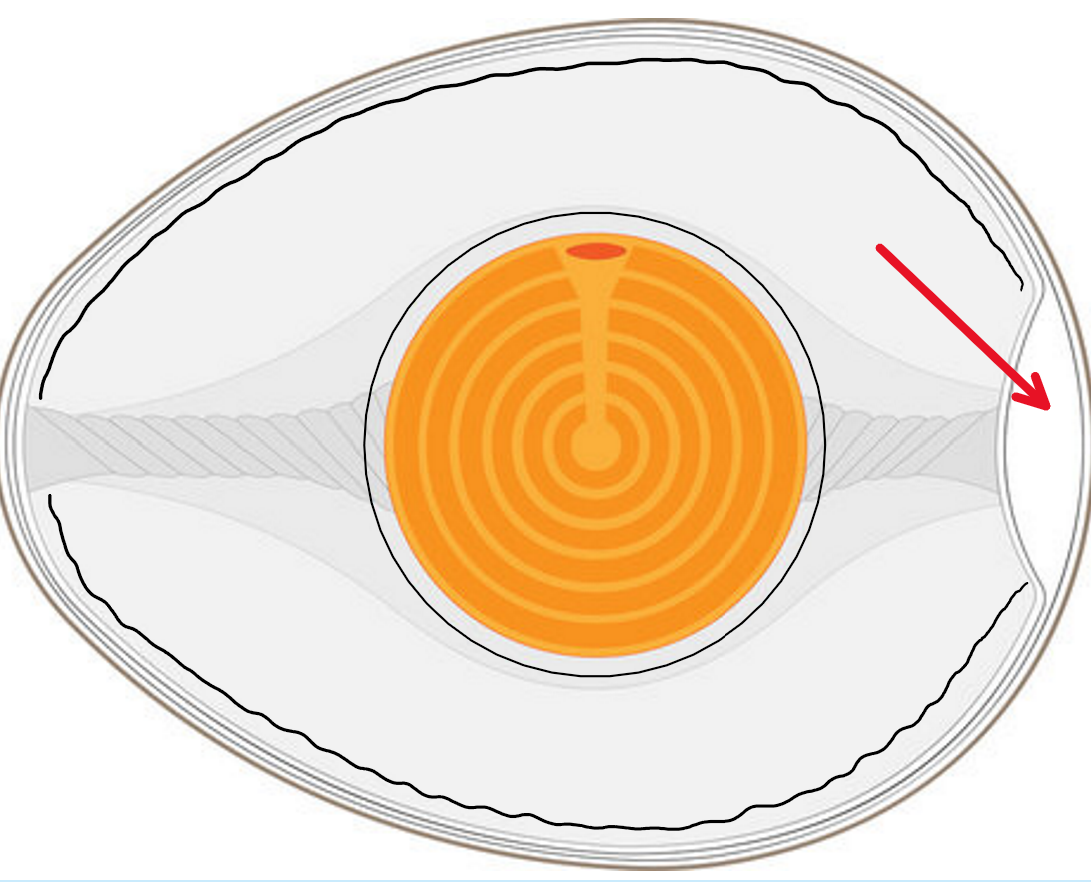 <p>What forms when the inner and outer membranes of a shell separate at the blunt end?</p>