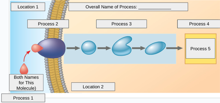 <p>What is the name of process 1?</p>