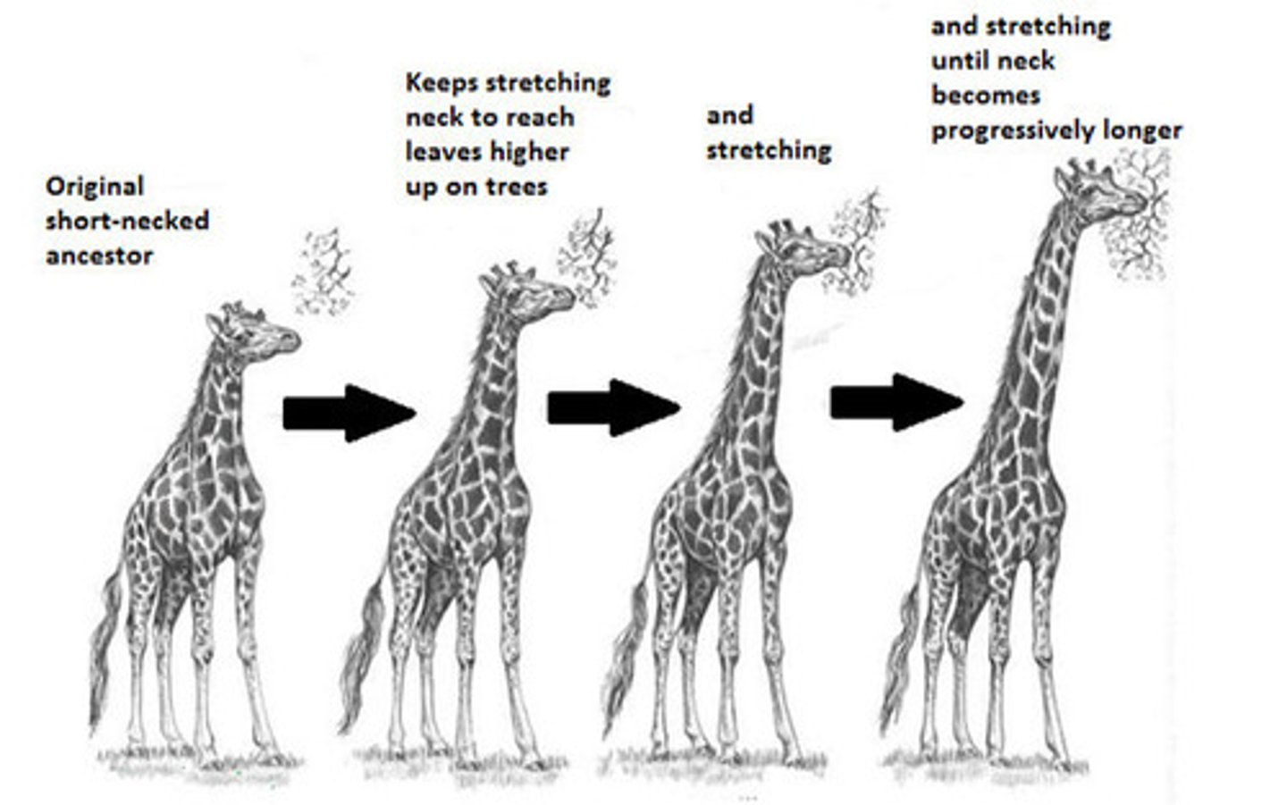 <p>Acquired characteristics. The changes that occur to an organism in its lifetime is passed on to its offspring.</p>