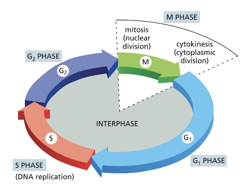 <p>M phase</p><p>G1 phase</p><p>S phase</p><p>G2 phase</p>
