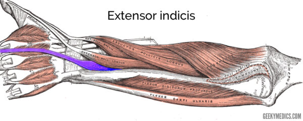 <p>Medial to EPL, tendon joins the extensor digitorum tendon for the index finger — gives extra control. ☝️</p>