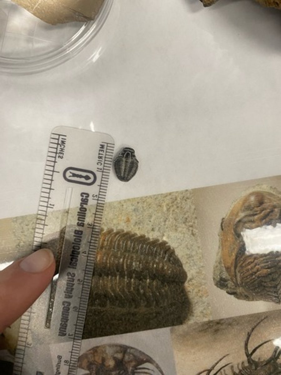 <p>What phylum is this organism in?</p>