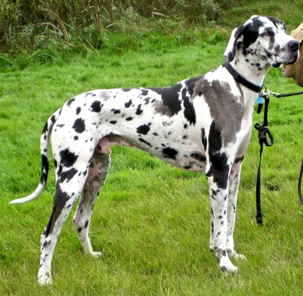 <p>- Working group<br>- Giant (100-145 lbs)<br>- Fawn, brindle, blue, black, or harlequin (white with black spots)<br>- Ears may be cropped</p>