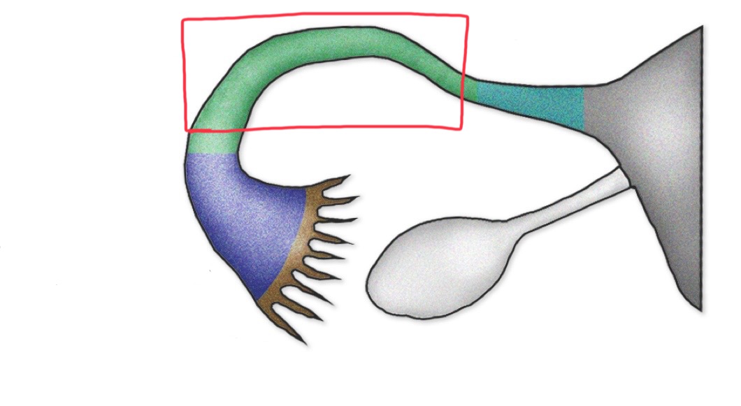 <p>What is this section of the uterine tube called?</p>