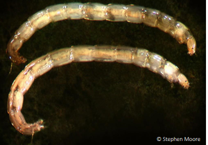 <p>Chironomid larvae (non-biting midges) - pollution tolerant</p><p>Type of fly</p>