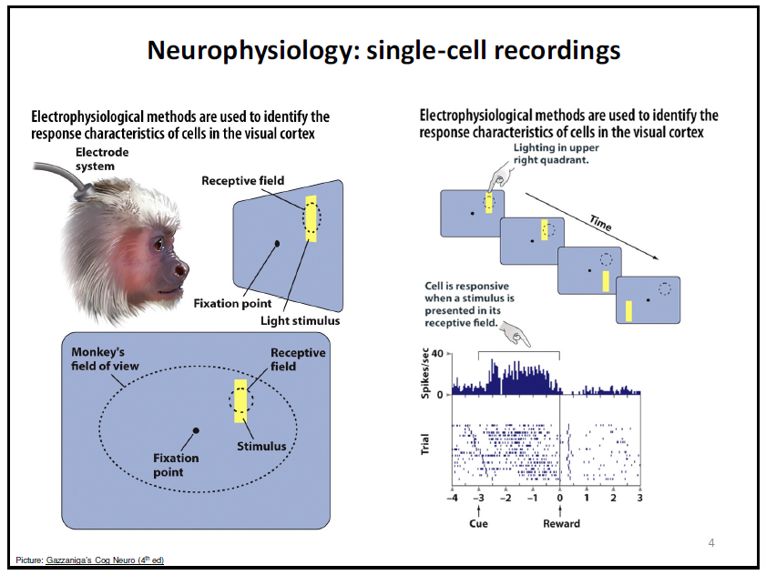 <p>electrophysiological methods are used to identify the response characteristic of the cells in the visual cortex.</p><ul><li><p>basically sticking in an electrode system to see what individual neurons are responding to</p></li><li><p>visual cortex example</p></li></ul><p></p>
