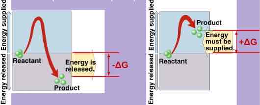 <p>net absorption of free energy, nonspontaneous</p>