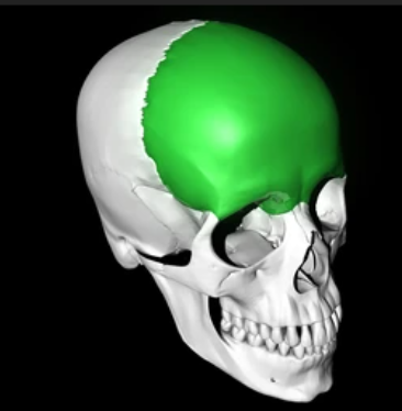<p>(Cranium) What bone is this?</p>