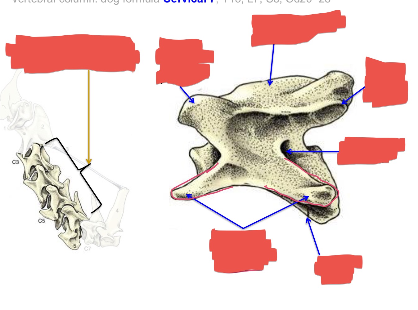 <p>Name the of bone, location, and aspects</p>