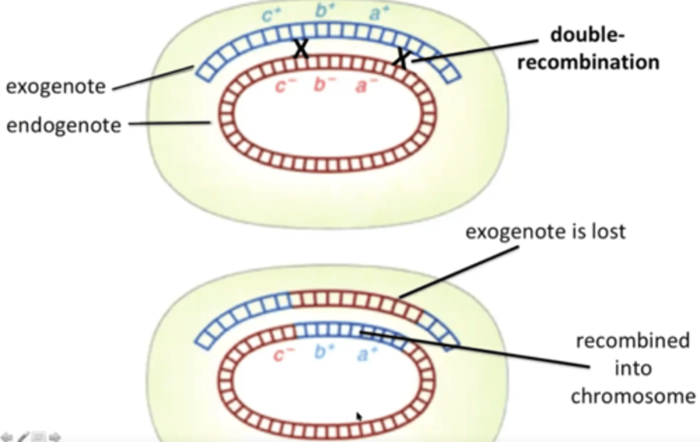 <p>If genes on the exogenote are to persist, they need to be recombined into the existing, circular chromosome. This is done by double recombination.</p>