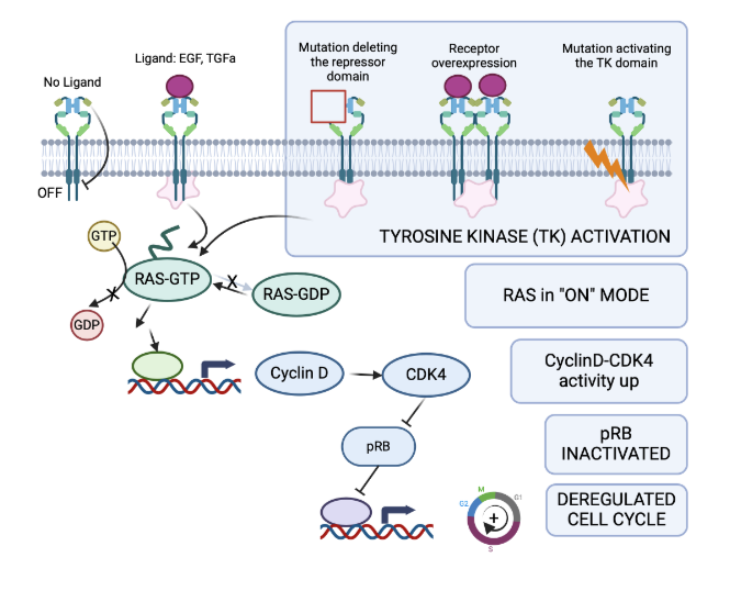 <p>The RB exists as two forms during the cell cycle </p><ul><li><p>Weakly phosphorylated  at G0 and G) - ACTIVE - halt cell cycle by suppressing transcription factor signalling</p></li><li><p>Strongly phosphorylated (ppRb) during rest of the cell cycle - INACTIVE protein, therefore cell cycle progresses</p></li></ul><p>Inactivating phosphorylation of pRB is by (oncogene) CyclinD- CKD4)</p><p>Loss of pRB (eg by gene deletion/ inactivating mutation/ methylation) leads to uncontrolled cell cycle </p><ul><li><p>By skipping the cell cycle checkpoints, mutation can be passed onto daughter cells</p><p></p></li></ul><p></p>