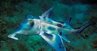 <ul><li><p>Chimeras</p></li><li><p>Deep sea predators w/ high protein diet</p></li><li><p>Lack stomach, upper jaw not fused to neurocranium, tooth plates, oviparous</p></li></ul><p></p>