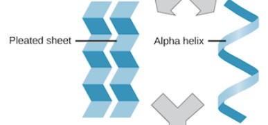 A helix or b pleated sheet, held together by hydrogen bonds by the amide h and the carbonyl o