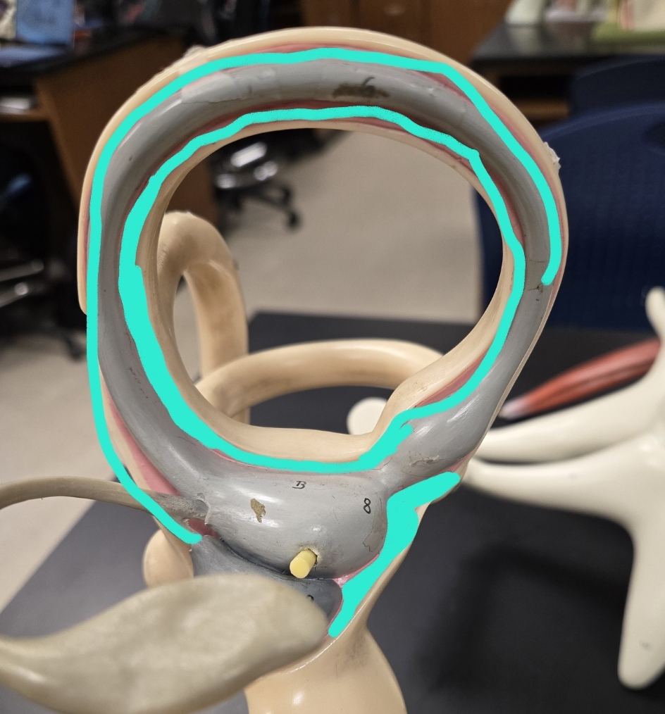 <p>Inner ear (pink part)</p>