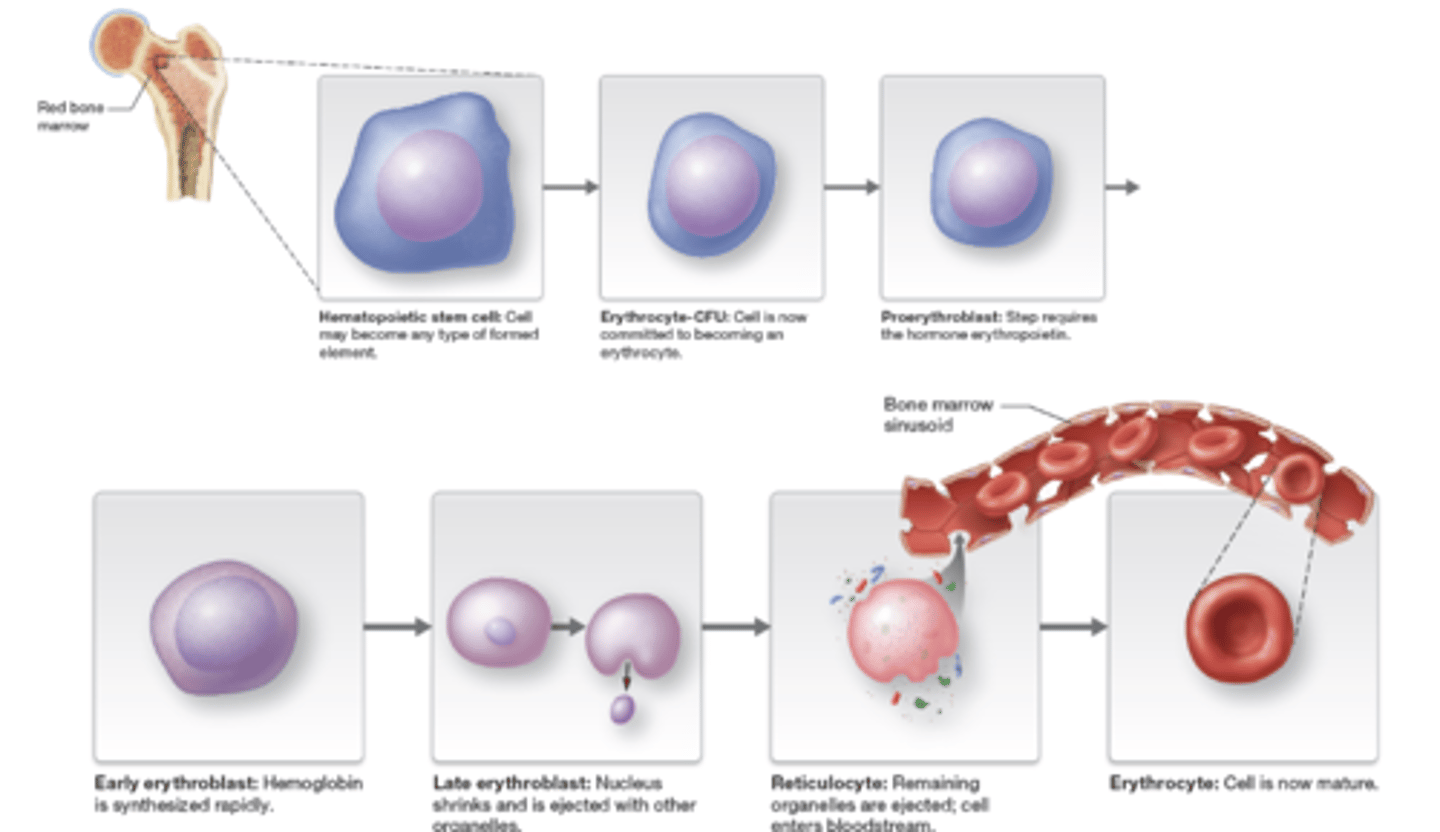 <p>1.) Hematopoietic stem cell</p><p>2.) Erythrocyte-CFU</p><p>3.) Proerythroblast</p><p>4.) Early erythroblast</p><p>5.) Last erythroblast</p><p>6.) Reticulocyte</p><p>7.) Erythrocyte</p>