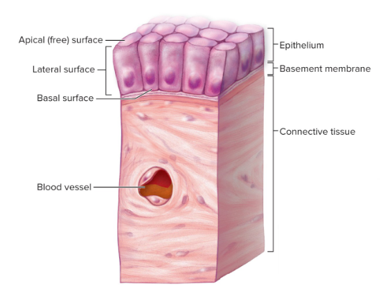 * Cellularity
* Polarity
* Attachment to a basement membrane
* Avascularity
* Innervation
* High regeneration capacity