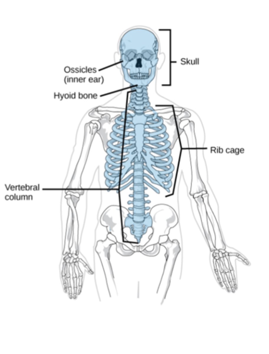 <p>axial</p>