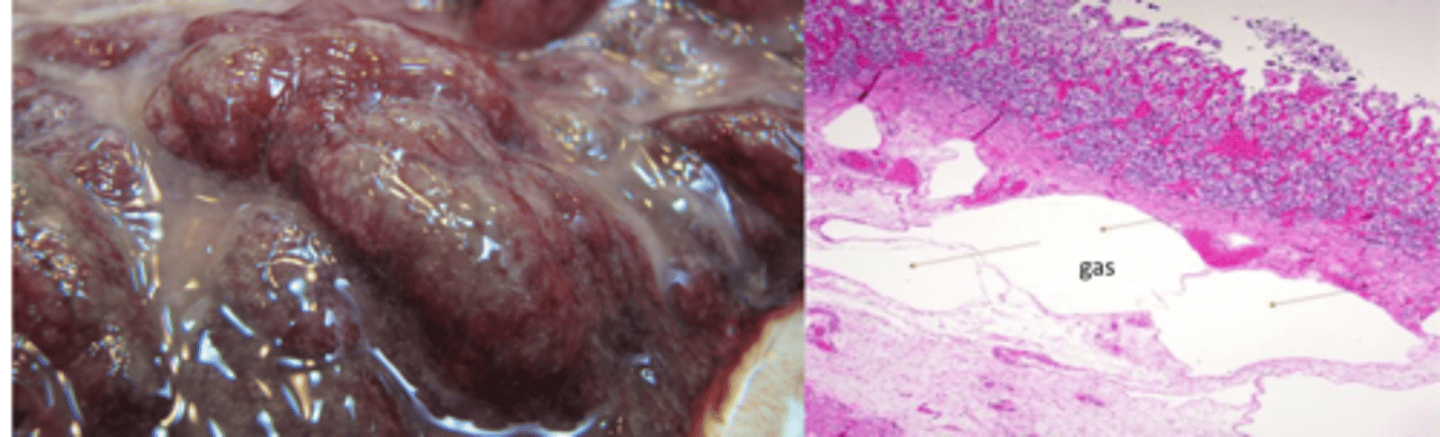 <p>What agent will kill calves that are 2-6w old after short sings of abdomen distention?</p>