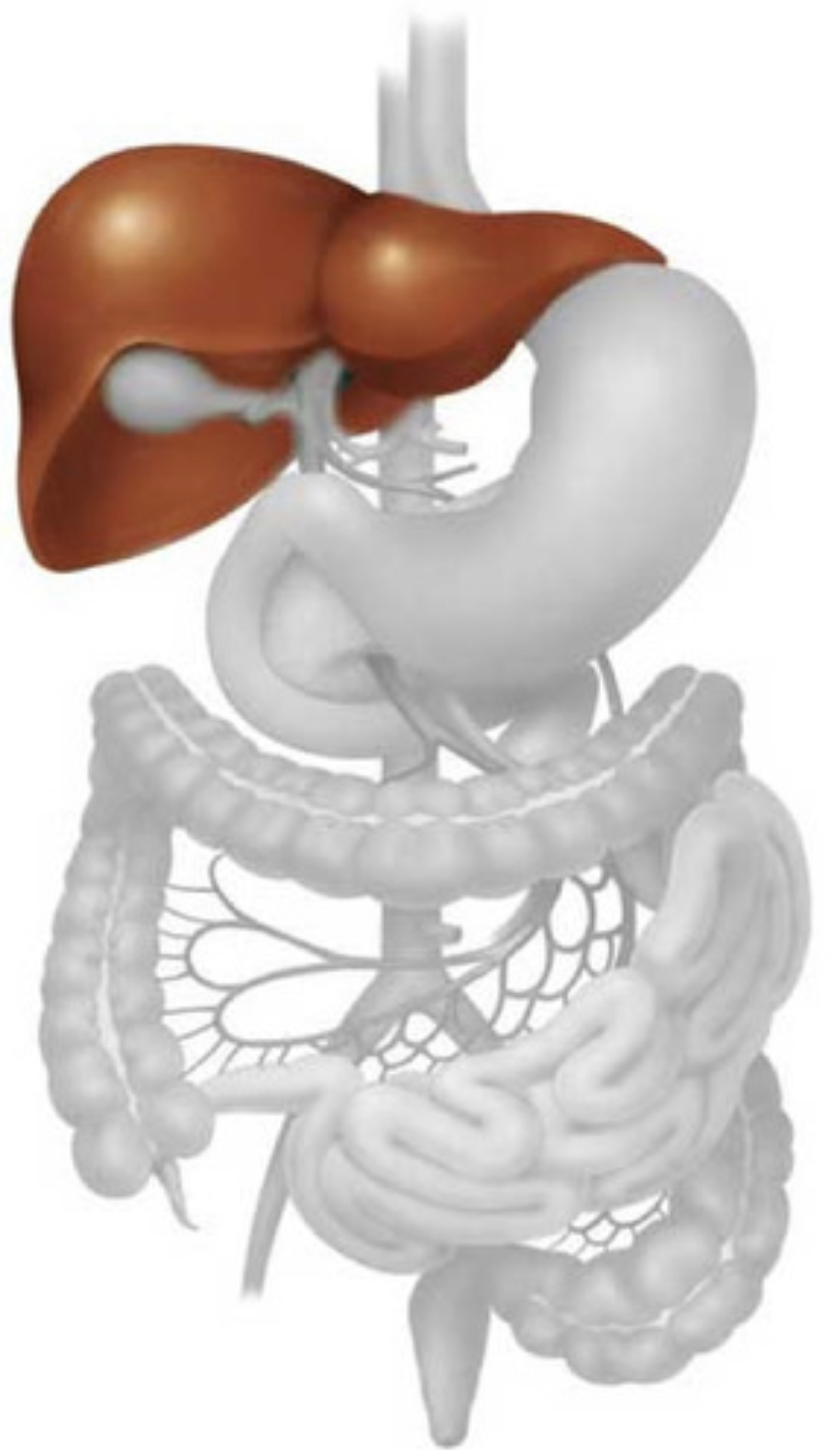 <p>Liver</p>
